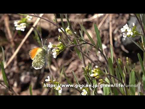 クモマツマキチョウのオス　Annthocharis cardamines　