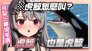 [Holo] 沙花叉真的是虎鯨