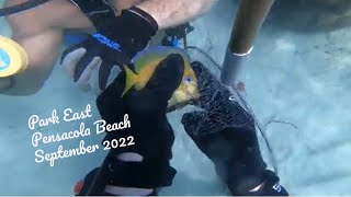 Collecting Marine Aquarium Fish - Park East - Pensacola Beach Scuba Diving