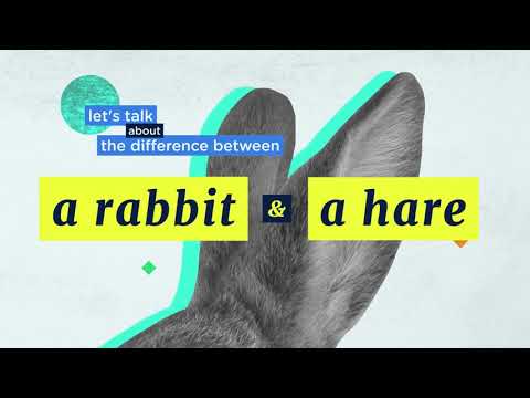 Demystified: The Difference Between a Rabbit and a Hare | Encyclopaedia Britannica