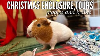 Pet Christmas Enclosure Tours | Petmas 2022