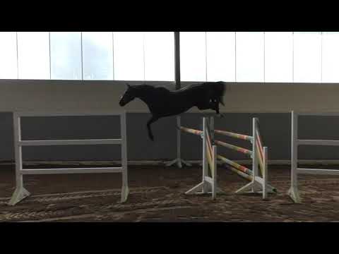 Hof Brüning - Diarado - Baloubet du Rouet, Wallach, geb. 2018