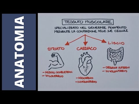 Tessuto muscolare striato