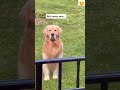 Chances Of A Golden Retriever Killing You Cute Funny Shorts