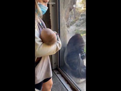 Zookeeper introduced newborn daughter to gorilla