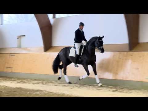 Fantastic v. Fürst Romancier - Sandro Hit  - Gestüt W.M. Hengste 2014