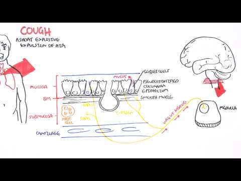 Physiologie des Hustens