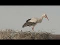 White Stork Clapping Its Beak CLOSE UP