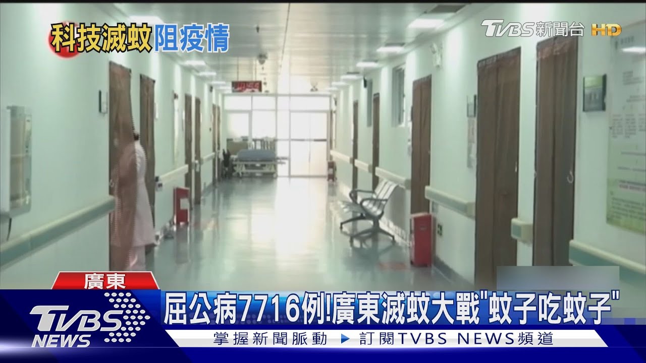 屈公病7716例! 廣東滅蚊大戰「放蚊子吃蚊子」