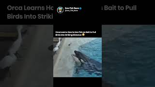 Orca Learns How to Use Fish as Bait to Pull Birds Into Striking Distance😳