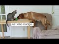 Dog Teaches Cat How To Play Fetch
