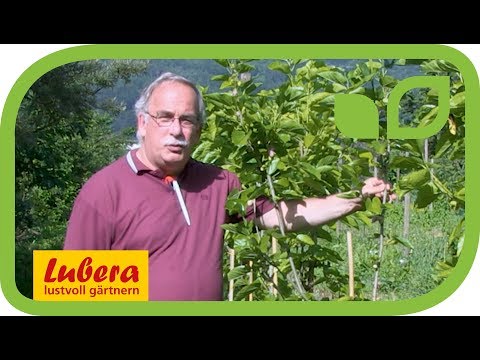 Die weisse Maulbeere von Lubera – zuckersüss wie Kinderbonbons