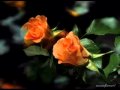 E. Cortazar, piano- Somewhere over the rainbow ...