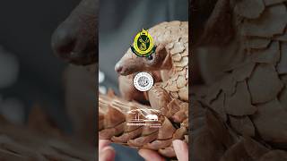 Download lagu Pangolins: Protecting Nature’s Essential Engineers mp3
