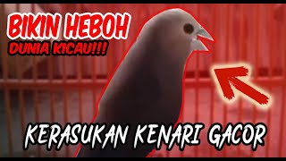 Download lagu BIKIN GEGER!! Burung Emprit Kaji Kerasukan Kenari Gacor | Masteran dan Pancingan burung lainnya mp3