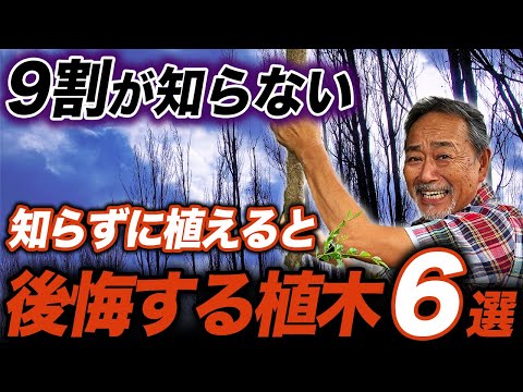 木と植生プールの間の距離はどれくらいですか