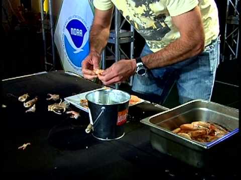 download lagu mp3 mp4 Great American Seafood Shrimp, download lagu Great American Seafood Shrimp gratis, unduh video klip Great American Seafood Shrimp