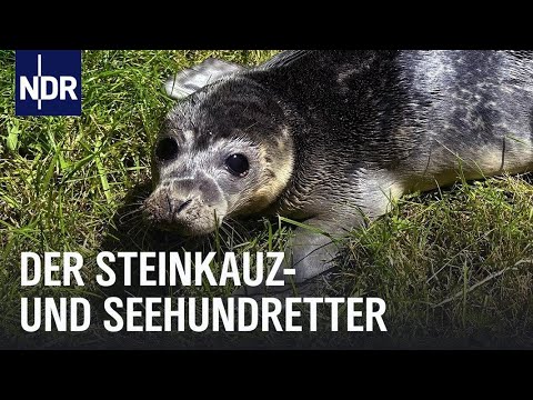 Artenschutz und Eulenzucht in Nordfriesland | Die Nordreportage | NDR Doku