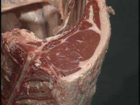 Beef Grading - 4-H Meat Judging