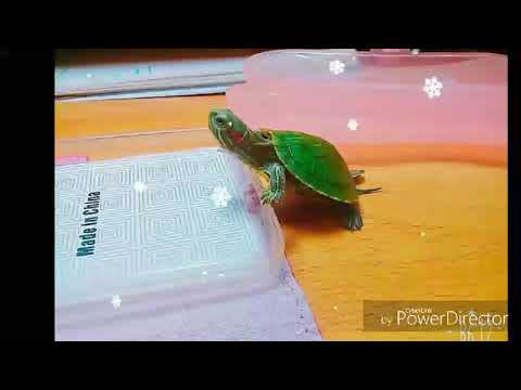 烏龜照片