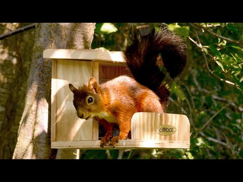 Squirrel feeding station