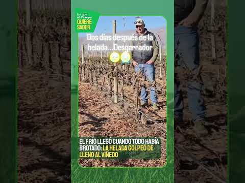 ❄️ UNA HELADA QUE CAMBIÓ TODO EN POCAS HORAS