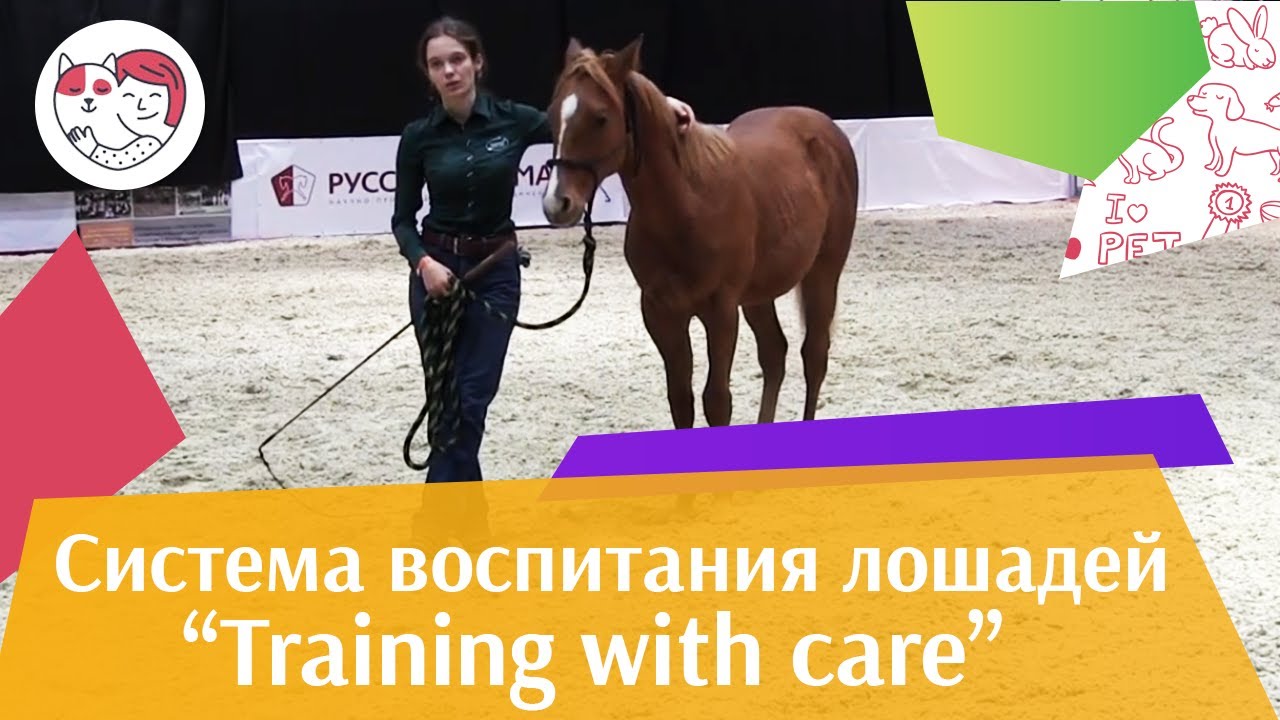Шоу презентация системы воспитания Training with care Ч 3 Дарья Бойцова ЭКВИРОС 2016 iLikePet