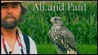 preview picture of video 'Ali and Paul, training a Gyrfalcon. A Binary Recording Studio Production, Bellingham Wa.'