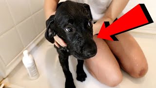 LABRADOR PUPPY SHOWERS FOR THE FIRST TIME!!