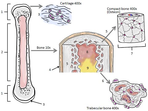 BIO160 Preview Video Lecture 8 -  Bones and Calcium
