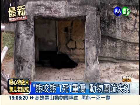 壽山公園熊吃熊 波比咬死小山