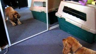 Cocker Spaniel vs mirror