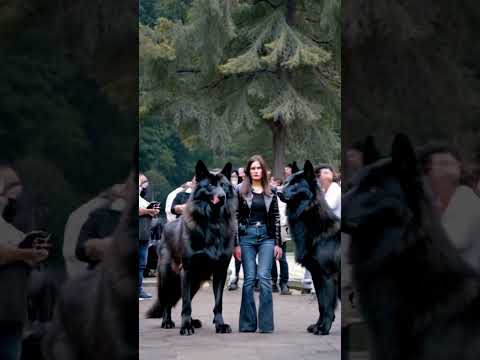 Training my Direwolves to like people 🐺🥰🐺#direwolves #wolf #wolves #pets #pet #dogs #dog #fyp