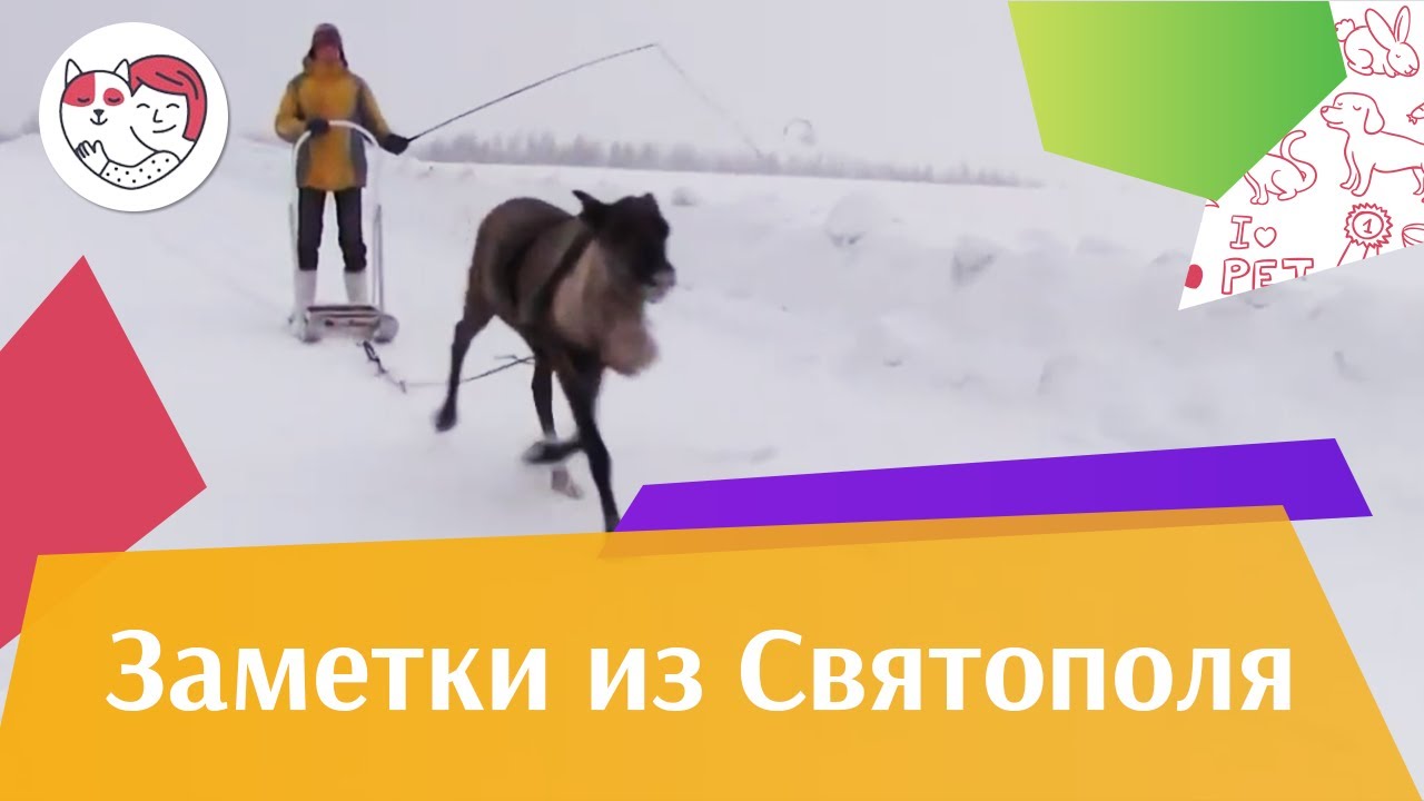 ЗАМЕТКИ ИЗ СВЯТОПОЛЯ выпуск 9 на ilikepet