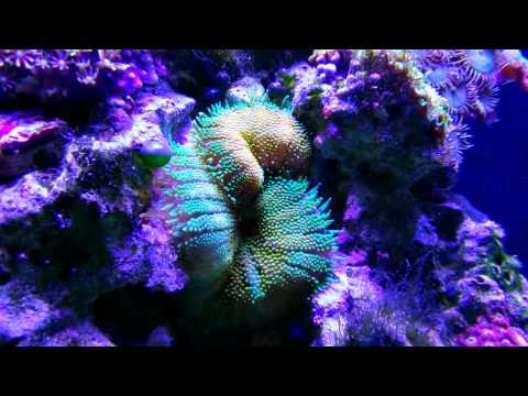 Feeding mini maxi anemone a silverside