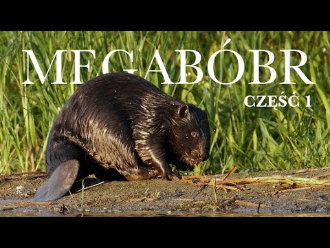 MEGABÓBR: Część I - Skromne Początki