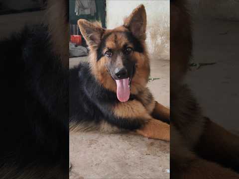 vafadari ki mishal#germanshepherd #dogs #petlover #shortvideo #shorts #viralshorts #viralvideo
