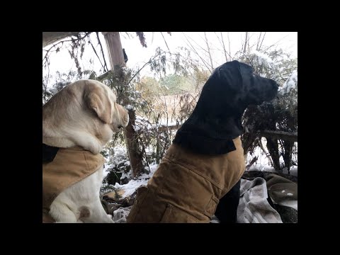 Don and Diane Shipley LIVE - January 9th 1800 EST Thumbnail