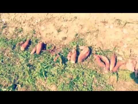 国際学科 芋掘り