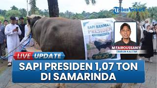 Sapi Kurban Bantuan Presiden Jadi Primadona di Islamic Center Samarinda, Bobot Capai 1,07 Ton