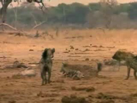 pourquoi la hyène rit-elle