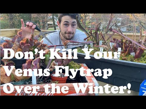 WINTER CARE FOR CARNIVOROUS PLANTS | Overwintering Drosera, Sarracenia, and Dionaea for Success