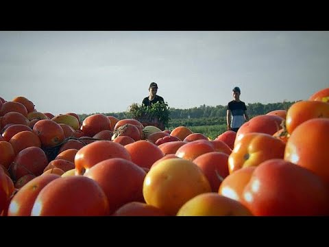 Creating the perfect tomato - futuris
