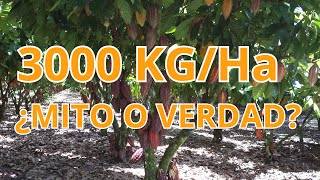 Produciendo 3,000 kg de cacao por hectárea en el Perú: ¿es posible?