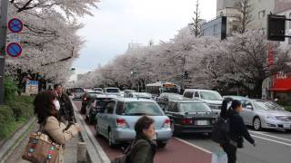 preview picture of video 'The mainstreet of Kunitachi city, Tokyo, Japan - beautiful cherry blossoms'