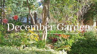 《December gardening routine》Care for perennials and annual plants《T's Garden》