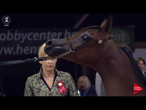 N.117 BV SAMJAD - Lier 2018 - Futurity Colts Championship (Class B)