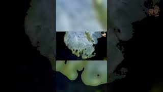 sợ nhưng vẫn thấy th&uacute; vị #shorts #khampha #dulichvietnam #dulich #paradise #cave #daknong