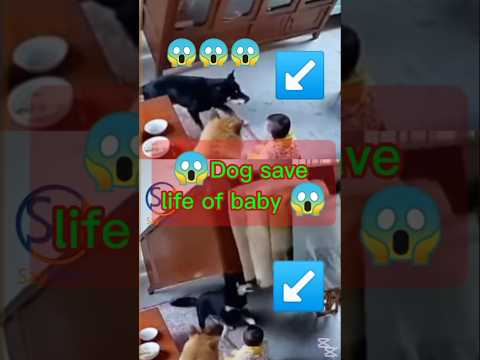 Reel tagged #dog
