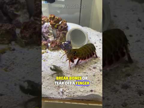 This shrimp has the world's strongest punch! || Mantis shrimp - Pistol shrimp #mantisshrimppunch